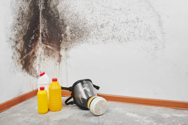 Best Home Mold Removal  in Lamesa, TX