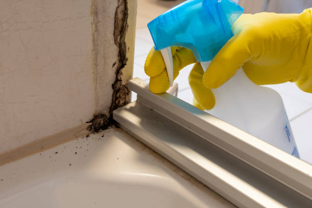 Best Mold Removal Specialists  in Lamesa, TX