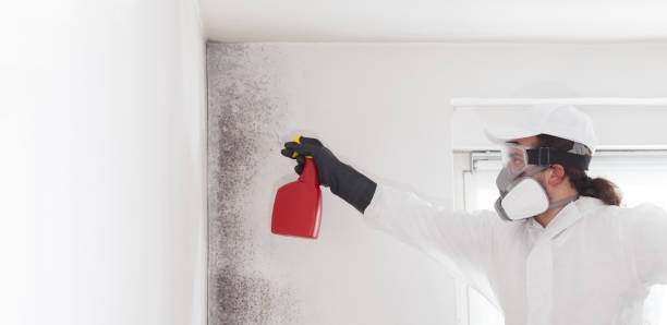 Mold Testing and Removal in Lamesa, TX