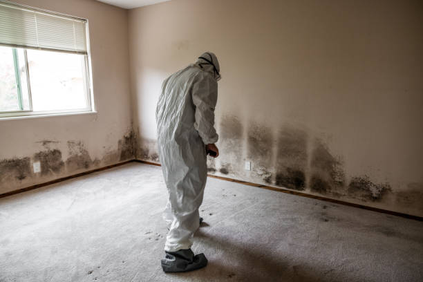 Best Mold Cleaning Services  in Lamesa, TX